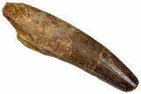 Fossil Spinosaurus Tooth - Real Dinosaur Tooth #353059-1